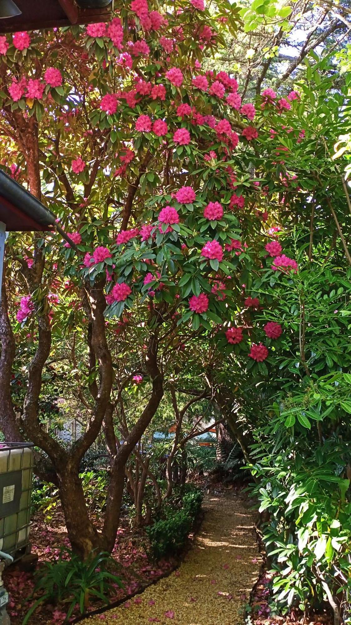 Kubba Roonga Guesthouse - Luxury Spa Retreat Blackheath Bagian luar foto