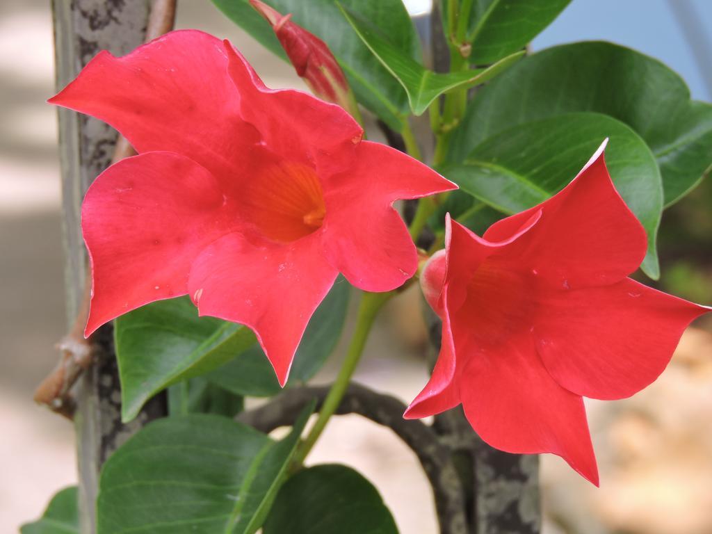 Kubba Roonga Guesthouse - Luxury Spa Retreat Blackheath Bagian luar foto