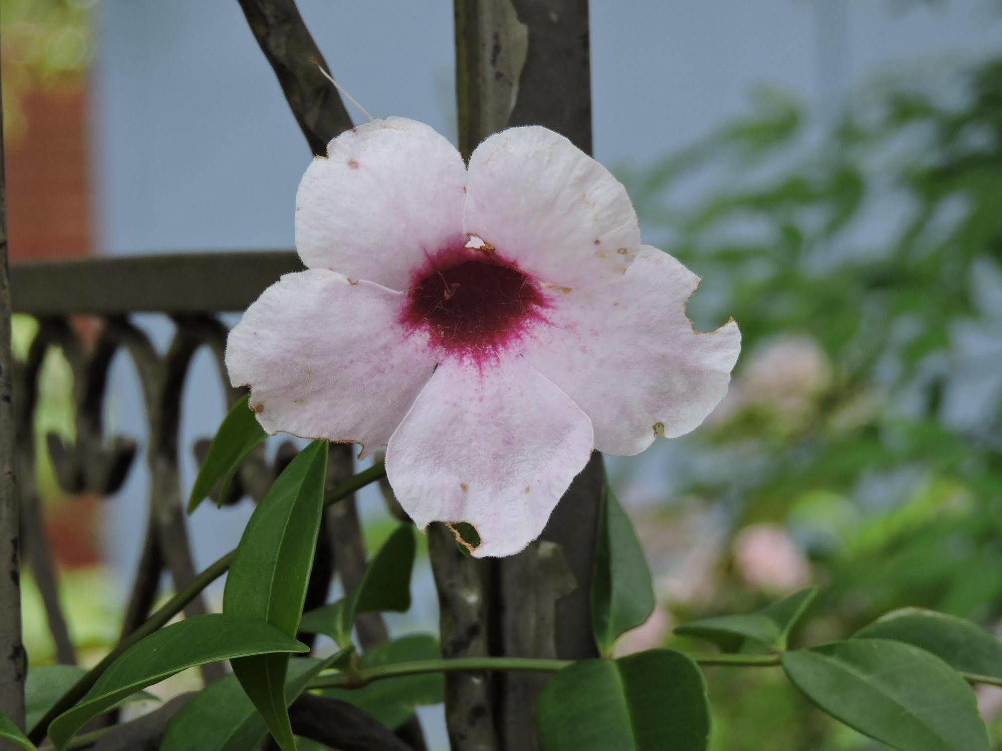 Kubba Roonga Guesthouse - Luxury Spa Retreat Blackheath Bagian luar foto